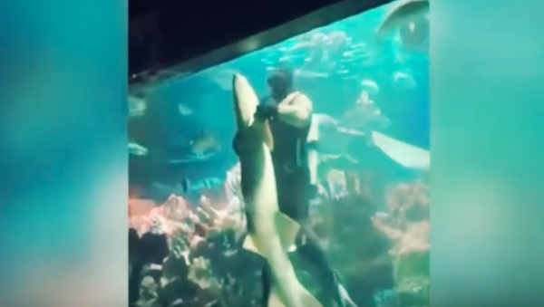 Un buzo baila con un tiburón en un acuario de San Petersburgo - Sputnik Mundo
