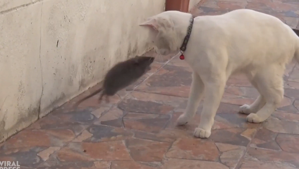 Una rata ataca a un gato - Sputnik Mundo