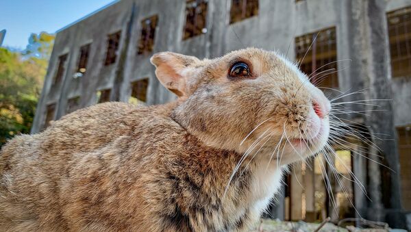 Conejo frente a las ruinas de la fábrica de gases tóxicos de Okunoshima - Sputnik Mundo