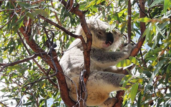 La palabra 'koala' significa animal que no bebe - Sputnik Mundo