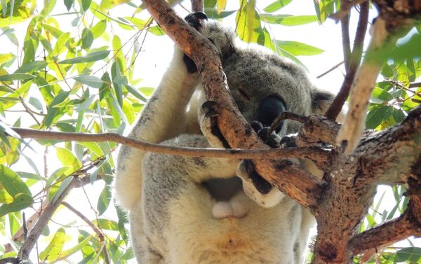 La cuarta parte de los koalas australianos murieron en los incendios - Sputnik Mundo