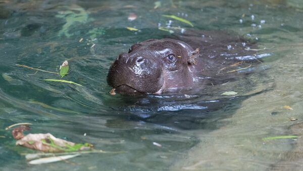 Un hipopótamo pigmeo - Sputnik Mundo