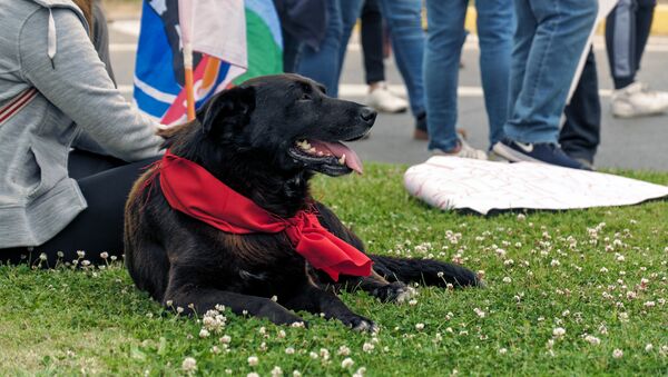 Perro presente en las manifestaciones de protesta en Chile - Sputnik Mundo