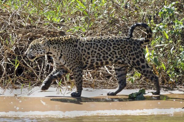 El jaguar podría ser la primera especie no humana 'sujeto de derechos' en Argentina El jaguar podría ser la primera especie no humana 'sujeto de derechos' en Argentina - Sputnik Mundo