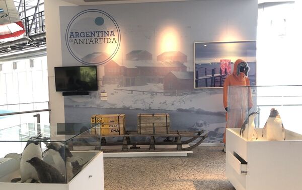 La Antártida tiene su espacio relevante dentro de la exposición permanente - Sputnik Mundo