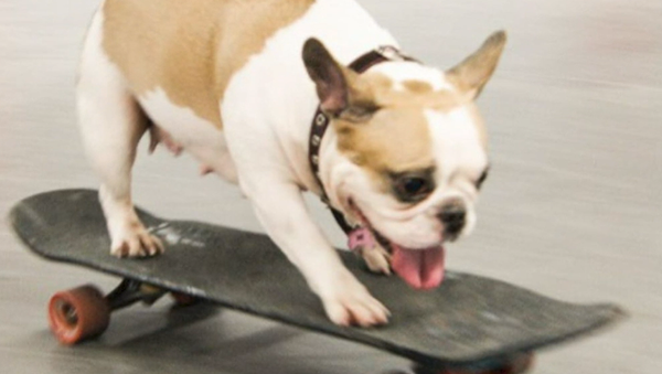 Sonya, la perra que ama montar en patineta - Sputnik Mundo