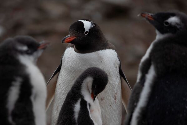 El fin de los pingüinos, ¿más cerca de lo que creemos? - Sputnik Mundo