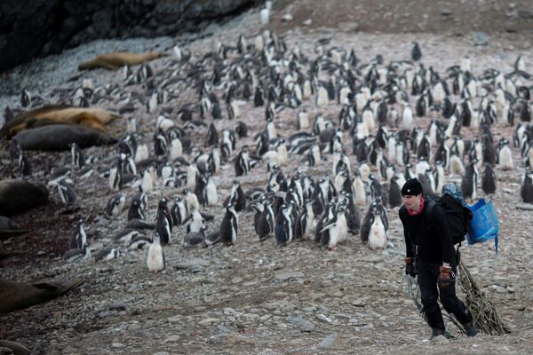 El fin de los pingüinos, ¿más cerca de lo que creemos? - Sputnik Mundo
