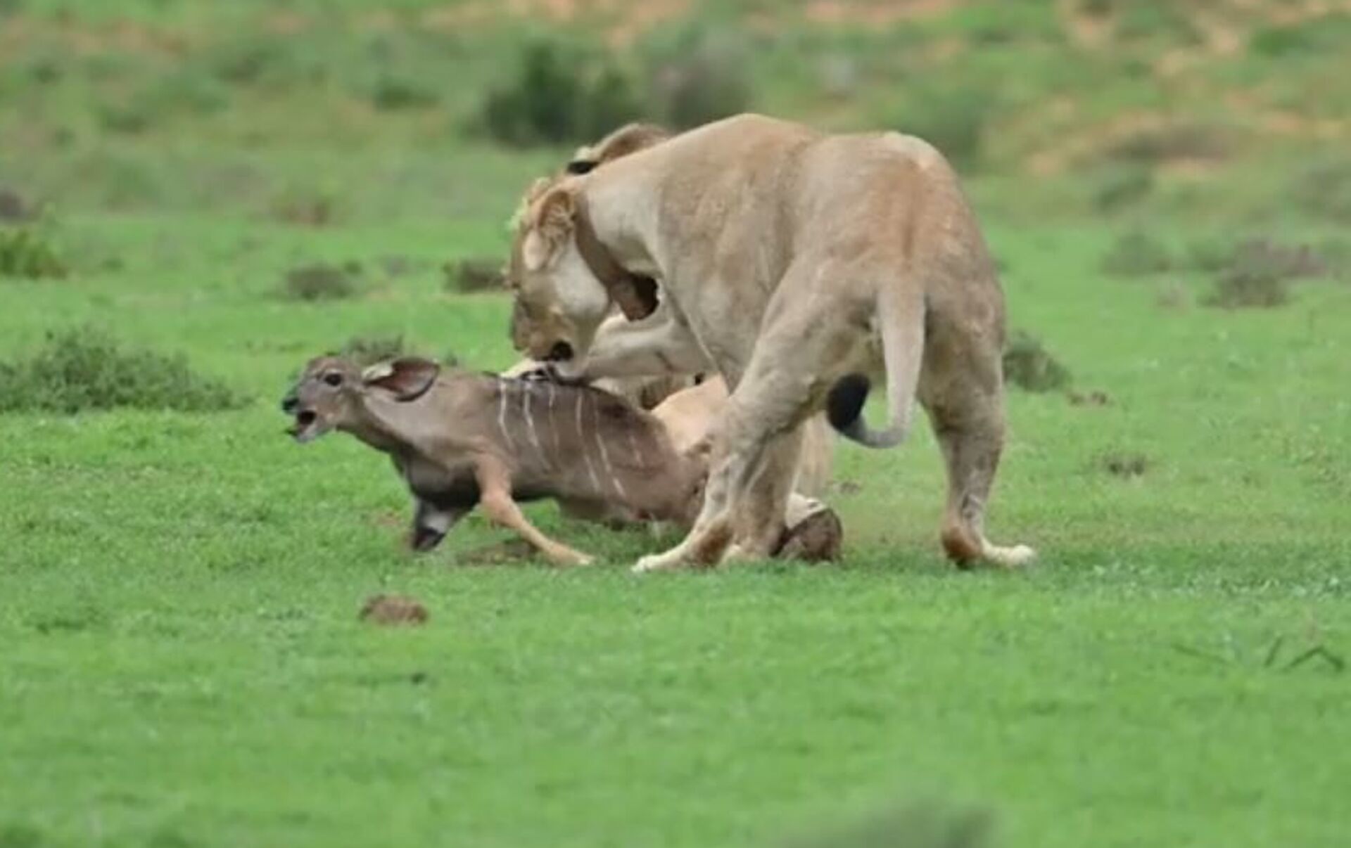 La crueldad de la naturaleza: dos leones juegan con su presa ,  Sputnik Mundo