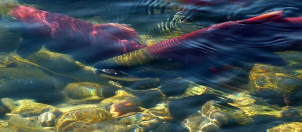 Salmones (imagen referencial) Salmones (imagen referencial) - Sputnik Mundo