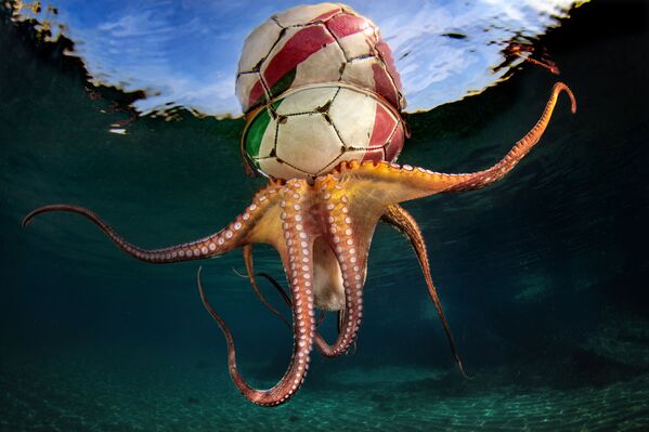 El concurso de fotografía submarina Underwater Photographer of the Year 2020, en imágenes
 - Sputnik Mundo