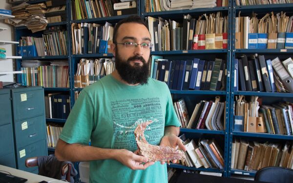 Investigador Mauricio Cerroni sostiene vértebra del 'Tralkasaurus cuyi' - Sputnik Mundo