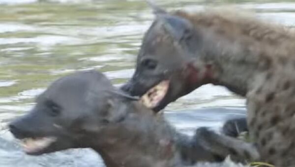 Dos hienas se baten en un duelo a matar o morir - Sputnik Mundo
