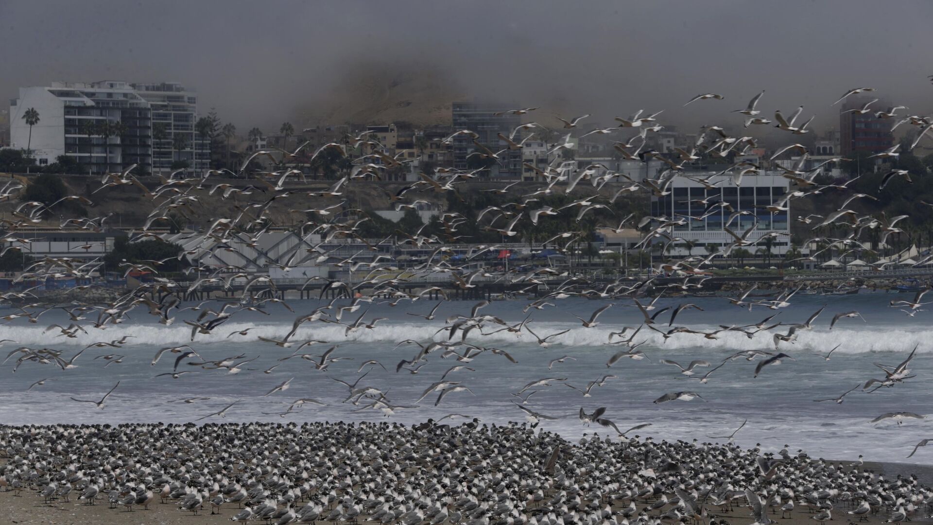 Сотни птиц на пляже Agua Dulce  в Лиме, Перу  - Sputnik Mundo, 1920, 05.01.2022