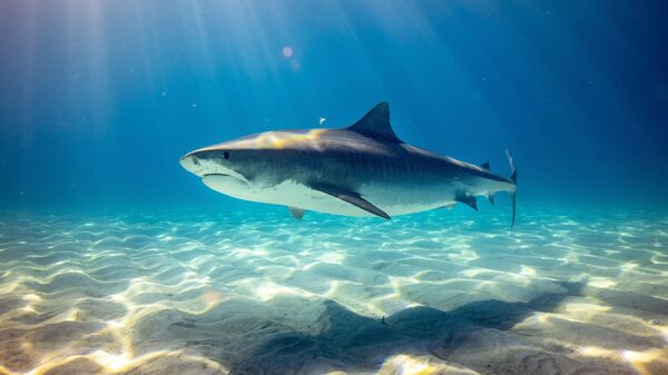 Un tiburón (imagen referencial) - Sputnik Mundo