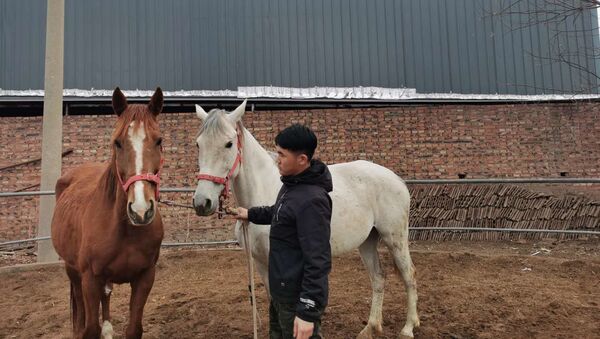 Clonan un caballo en China - Sputnik Mundo