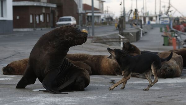 Cuando la naturaleza se toma un respiro: lobos marinos toman las calles de una ciudad argentina

 - Sputnik Mundo