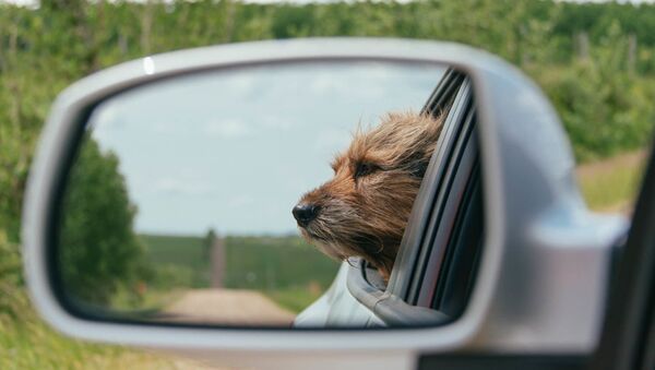 Un perro en un coche - Sputnik Mundo