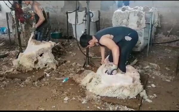Un esquilador uruguayo pela a las ovejas en España - Sputnik Mundo