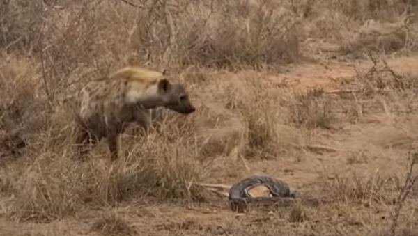 Una hiena deja a una pitón sin postre y con un amargo sabor de boca - Sputnik Mundo