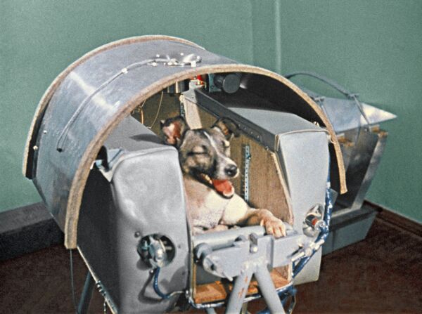 Laika, el primer ser vivo en orbitar la Tierra - Sputnik Mundo