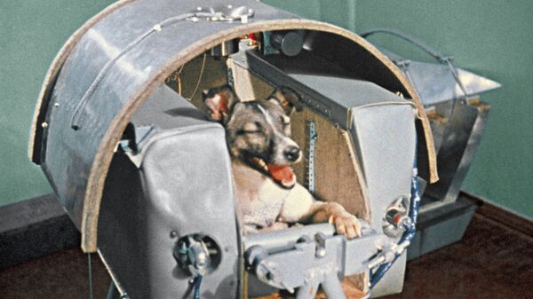 Laika, el primer ser vivo en orbitar la Tierra - Sputnik Mundo