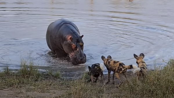 Hienas, perros salvajes y un hipopótamo se enfrentan en una 'batalla real' por un impala - Sputnik Mundo