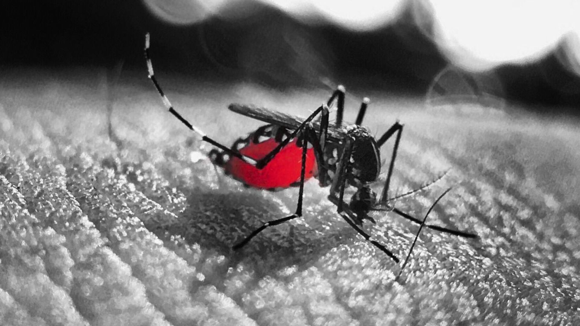Un mosquito (imagen referencial) - Sputnik Mundo, 1920, 12.08.2021