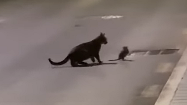 Una rata le planta cara a un gato con trucos al estilo ninja - Sputnik Mundo
