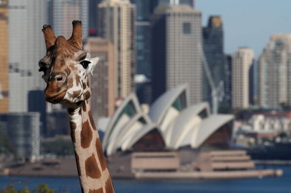 Жираф из Сиднейского зоопарка на фоне Сиднейского оперного театра - Sputnik Mundo
