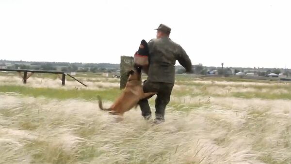 Los perros militares de Rusia ponen a prueba su resistencia  - Sputnik Mundo