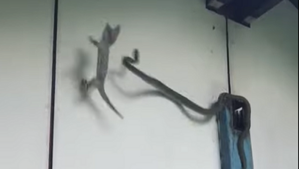 El ataque de una serpiente lanza a un geco a un cubo de agua - Sputnik Mundo