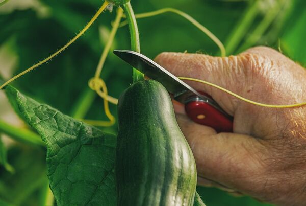 ¿Cómo quitarle el sabor amargo al pepino? ¿Cómo quitarle el sabor amargo al pepino? - Sputnik Mundo