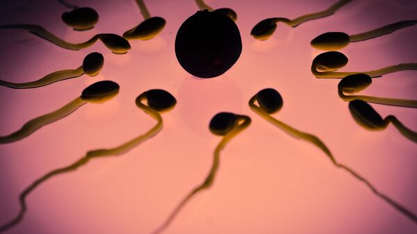 Unos espermatozoides con un óvulo - Sputnik Mundo