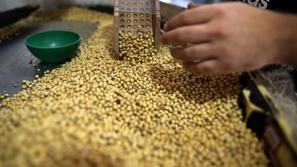 Producción de soja en Argentina - Sputnik Mundo