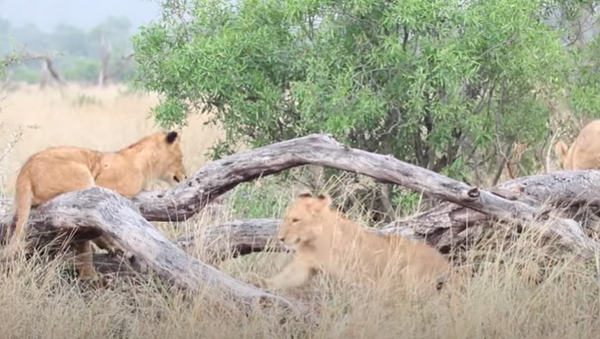 Cachorros de león juegan al subibaja en Sudáfrica - Sputnik Mundo