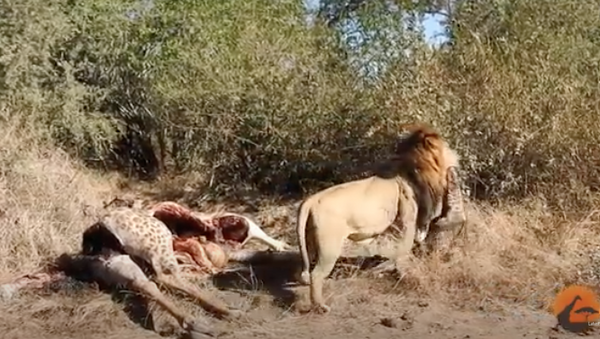 Un león se lleva la cría nonata de una jirafa muerta - Sputnik Mundo