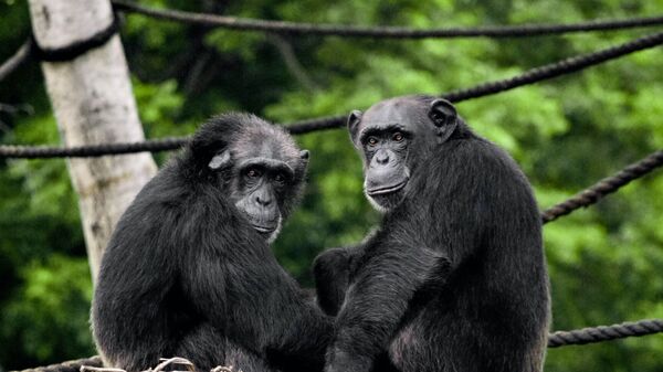 Dos chimpancés (imagen referencial) - Sputnik Mundo