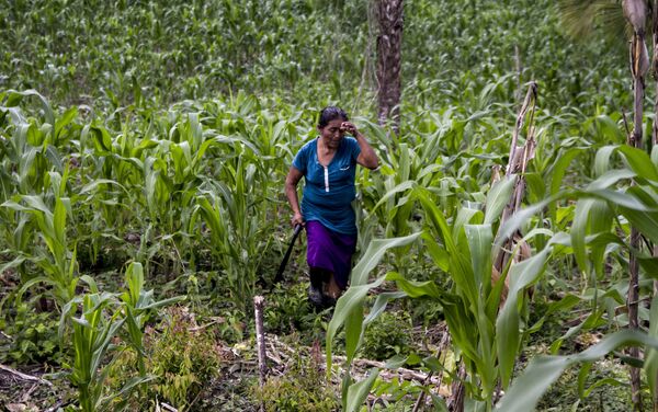 Miembro de la familia García -Castaño regresa después de trabajar en el campo en El Chote, Papantla, Veracruz Miembro de la familia García -Castaño regresa después de trabajar en el campo en El Chote, Papantla, Veracruz - Sputnik Mundo