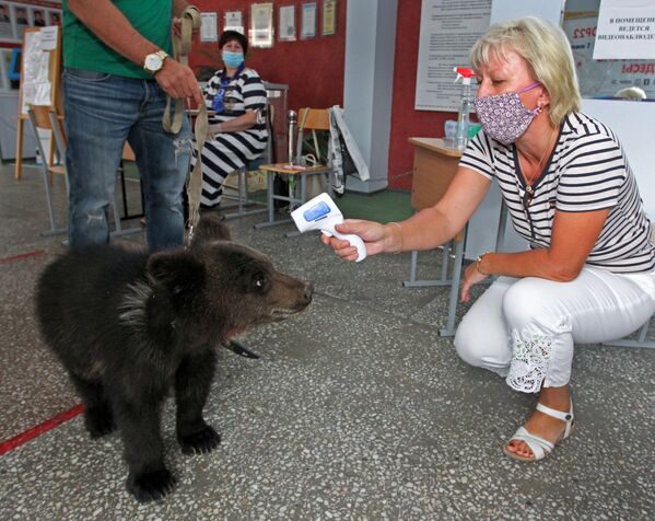 Заместитель директора Барнаульского зоопарка Александр Чеботарев с медвежонком Дашей на избирательном участке в Барнауле - Sputnik Mundo