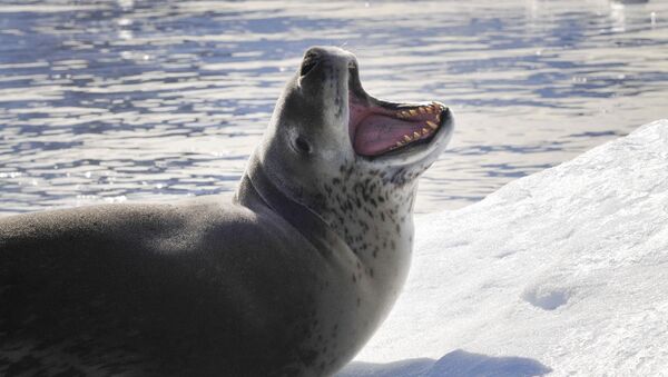 Una foca leopardo - Sputnik Mundo