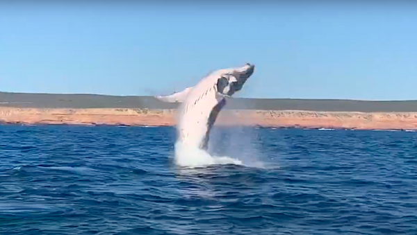 Una ballena jorobada salta del agua - Sputnik Mundo