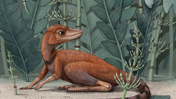  'Kongonaphon kely', predecesor de los dinosaurios  - Sputnik Mundo