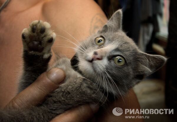 Gatito de cuatro orejas vive en el Lejano Oriente ruso - Sputnik Mundo
