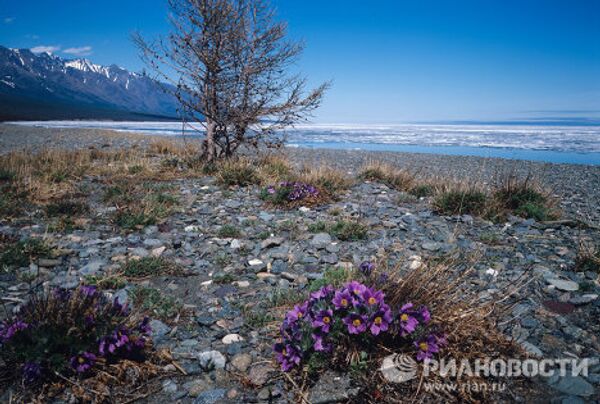Lago ruso Baikal, el más profundo y limpio del planeta - Sputnik Mundo
