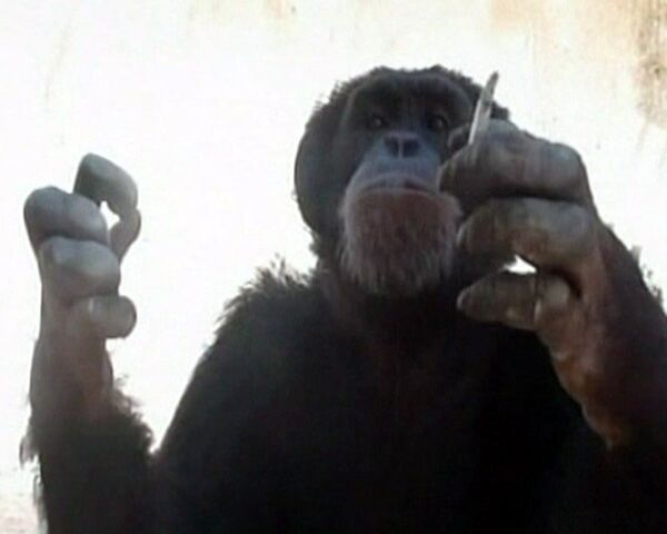 Chimpancé fumador de Líbano será rehabilitado en Brasil - Sputnik Mundo