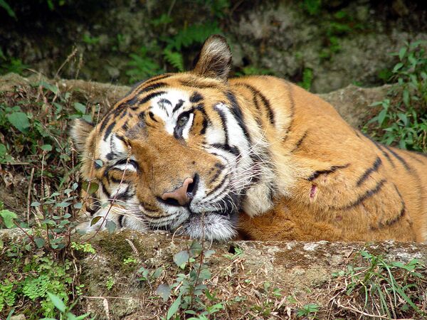 Sociedad para la conservación de la naturaleza dona US$5 millones para preservación de tigres en Asia - Sputnik Mundo
