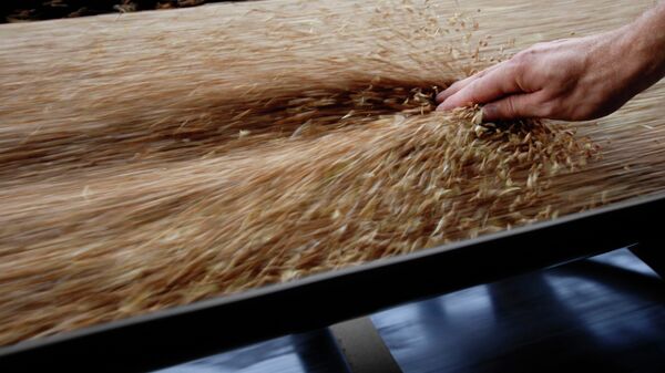 Rusia exporta 19,8 millones de toneladas de cereales en lo que va de ejercicio - Sputnik Mundo