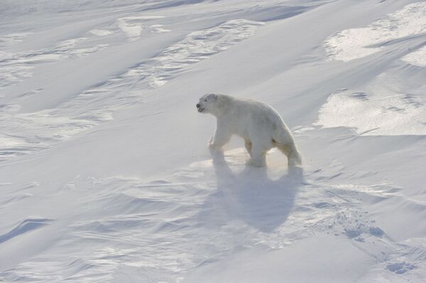 Rusia reafirma la renuncia a usar su cuota de caza de osos polares - Sputnik Mundo
