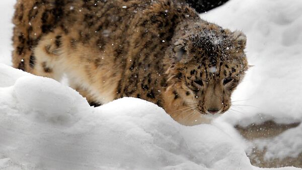 Leopardo de las nieves (irbis) - Sputnik Mundo
